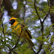 "Southern Masked-Weaver" Montagu, South Africa